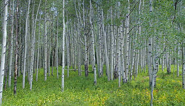 Aspen árboles - foto de stock