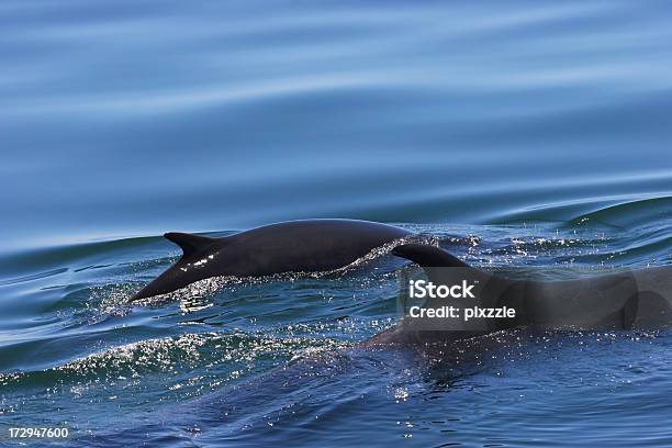 Finnwal Kalbsleder Stockfoto und mehr Bilder von Aquatisches Lebewesen - Aquatisches Lebewesen, Biegung, Blau