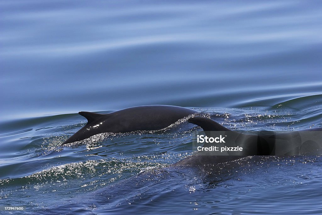 Fin Whale Calf A baby fin whale swimming with mother. Animal Stock Photo