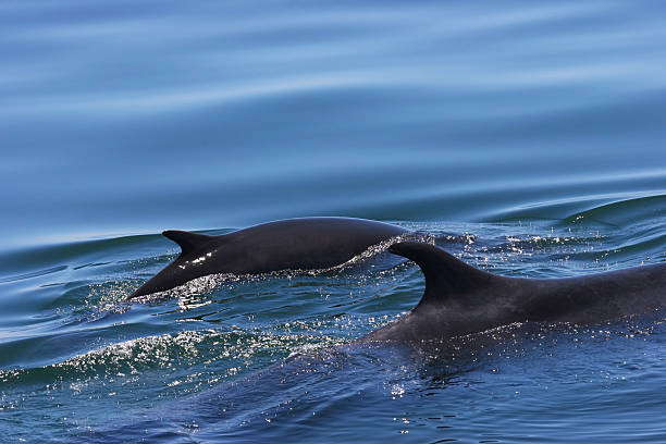 Fin Whale Calf stock photo
