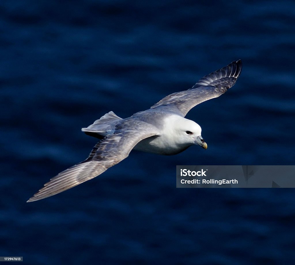 Fulmar en vol - Photo de Ailes déployées libre de droits