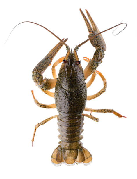 istock Live crayfish isolated on white background. Clipping path. Top view. 1729476219
