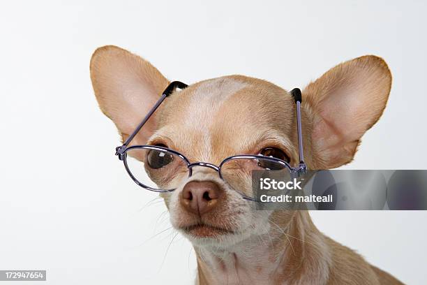 Eyeglases Stockfoto und mehr Bilder von Alter Erwachsener - Alter Erwachsener, Berufliche Partnerschaft, Chihuahua - Rassehund