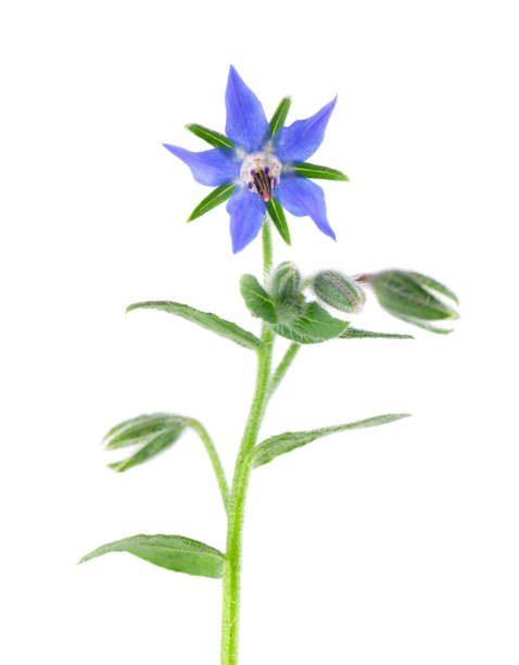 istock Borage flowers isolated on a white background. Borago officinalis flowers. 1729477186