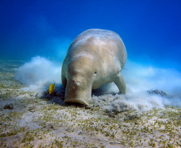 Dugong in the Red Sea