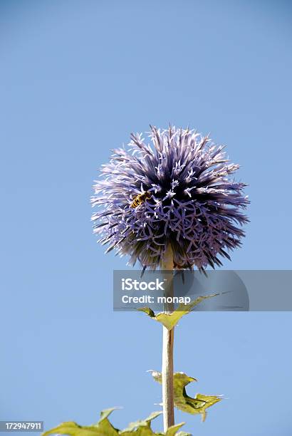 Kugeldistel Vor Blauem Himmel Stockfoto und mehr Bilder von Baumblüte - Baumblüte, Blau, Blume