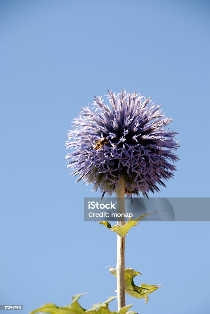 Глобус Бодяк против голубого неба. - Стоковые фото Globe Thistle роялти-фри