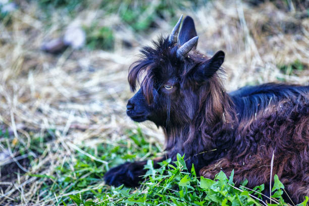 Goats, against a forest backdrop, underscore their value. From food provision to supporting the clothing realm, they're key. Their adaptability transforms landscapes, and their presence comforts