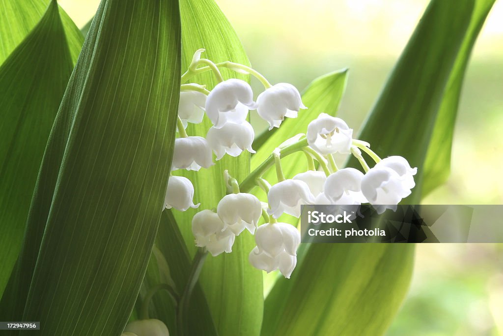 lily des valley - Lizenzfrei Convallaria Stock-Foto