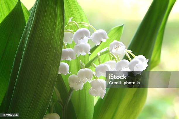 Lírio Do Vale - Fotografias de stock e mais imagens de Lírio-do-vale - Lírio-do-vale, Flor, Botânica - Ciência de plantas