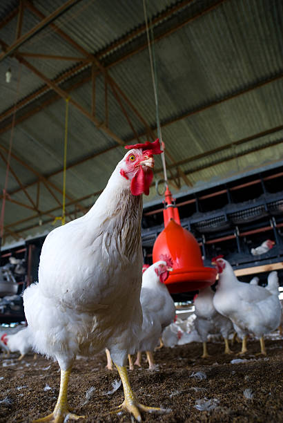 Chicken Farm stock photo