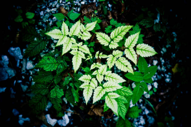 新しい生活 - leafes plant nature new life ストックフォトと画像