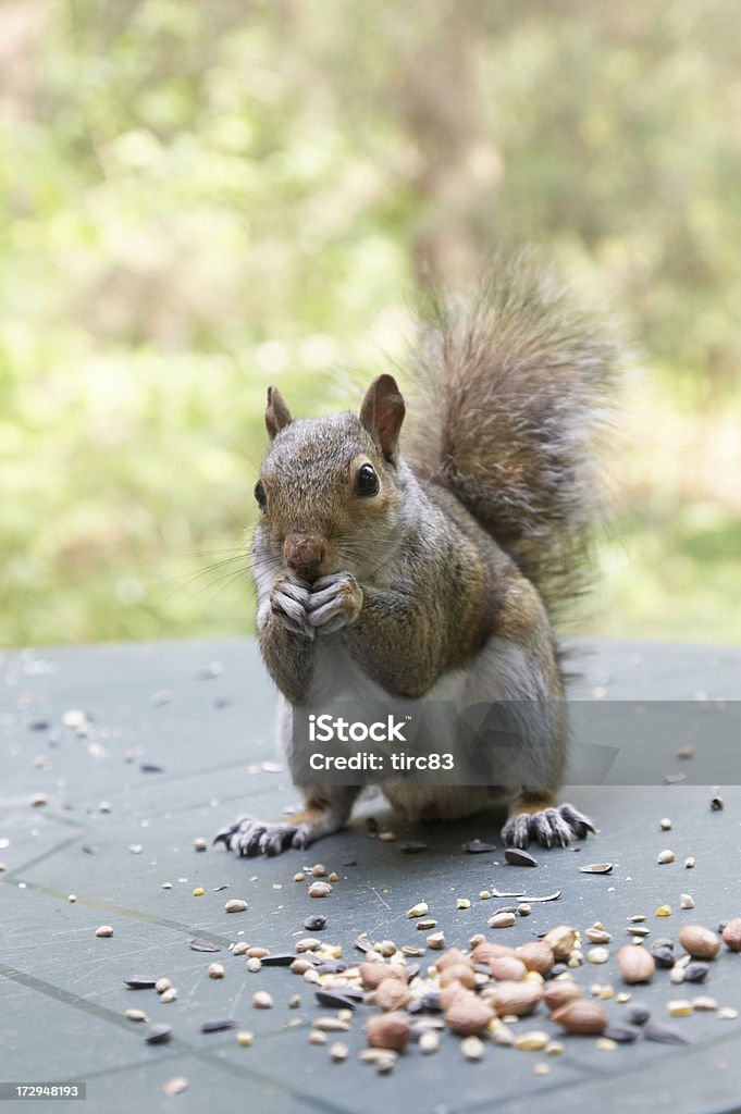 Écureuil gris dégustant - Photo de Accroupi libre de droits