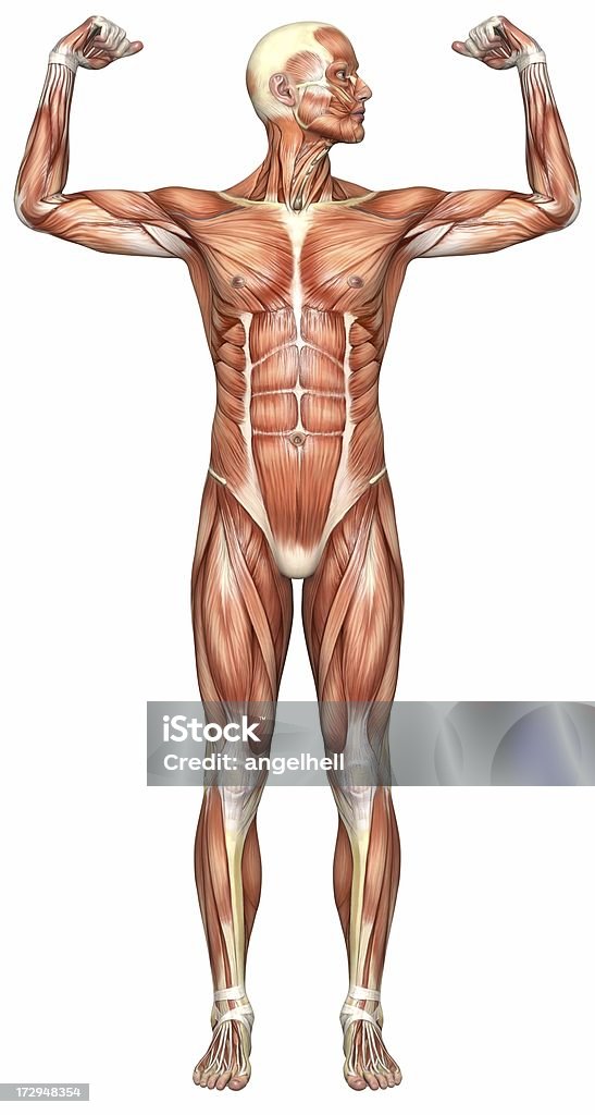 휴머니즘 시체 선으로나 남자의 근육 - 로열티 프리 근육질 체격 스톡 사진