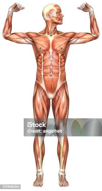 휴머니즘 시체 선으로나 남자의 근육 근육질 체격에 대한 스톡 사진 및 기타 이미지 - 근육질 체격, 사람 팔, 건강 진단