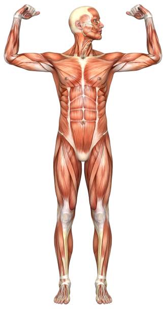 istock Human body of a man with muscles 172948354