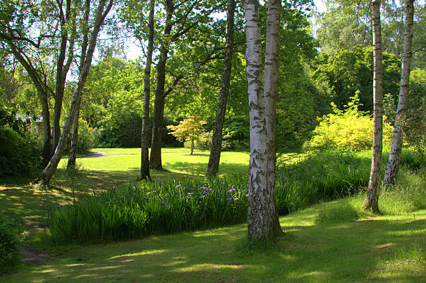 istock The shade of trees 172948466