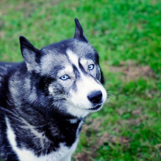 istock beautiful husky girl 172948512