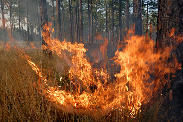 istock Prescribed forest fire in Southeastern pine plantation 172948533