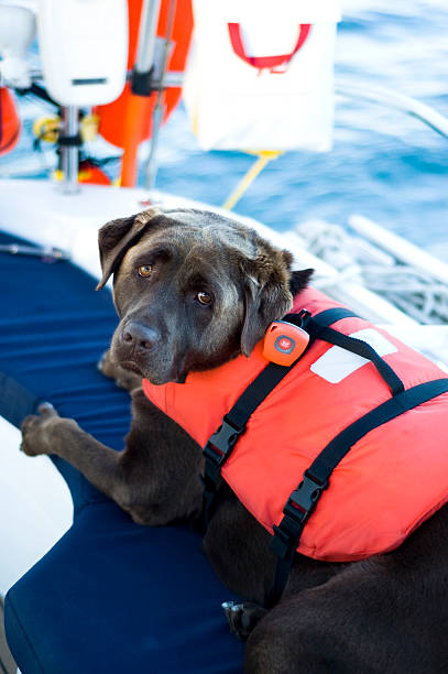 istock Dog Brown Labrador wearing red life jacket aboard yacht 172948581
