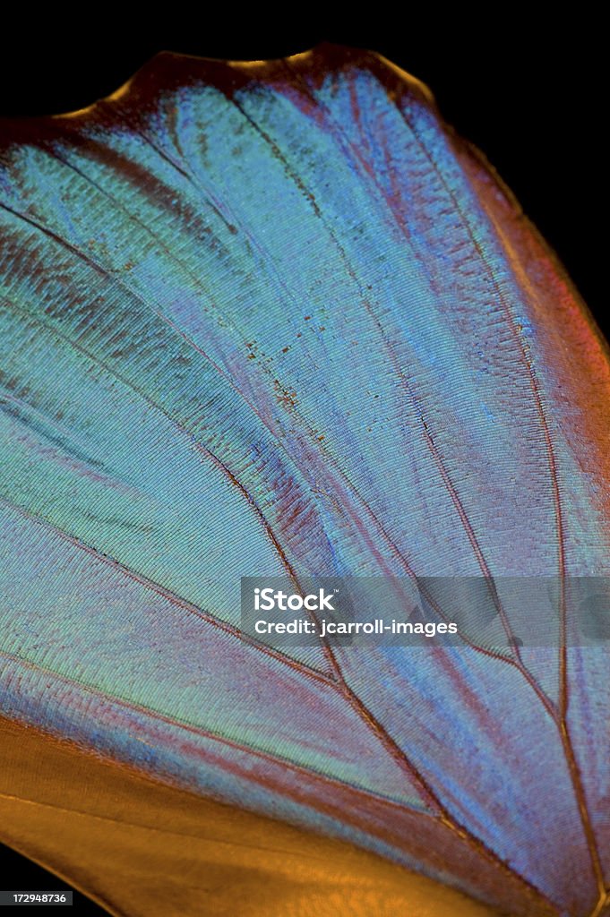 Blue Morpho Flügel - Lizenzfrei Schmetterling Stock-Foto