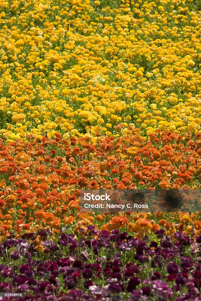 Mehrfarbiger Ranunkel Field, Blumen, explosion der Farben, ein Blumenladen, Landwirtschaft - Lizenzfrei Ranunkel Stock-Foto