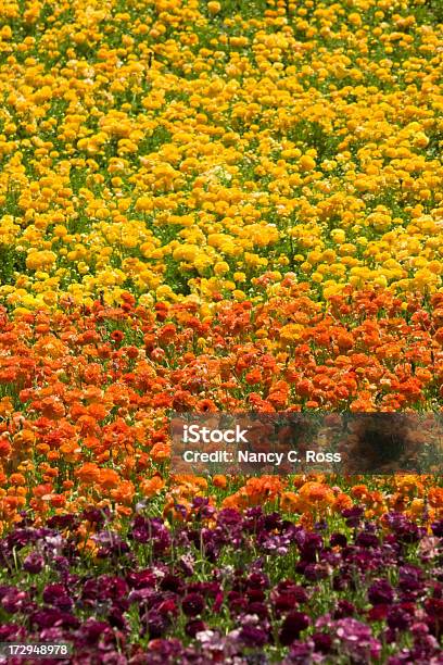 Mehrfarbiger Ranunkel Field Blumen Explosion Der Farben Ein Blumenladen Landwirtschaft Stockfoto und mehr Bilder von Ranunkel