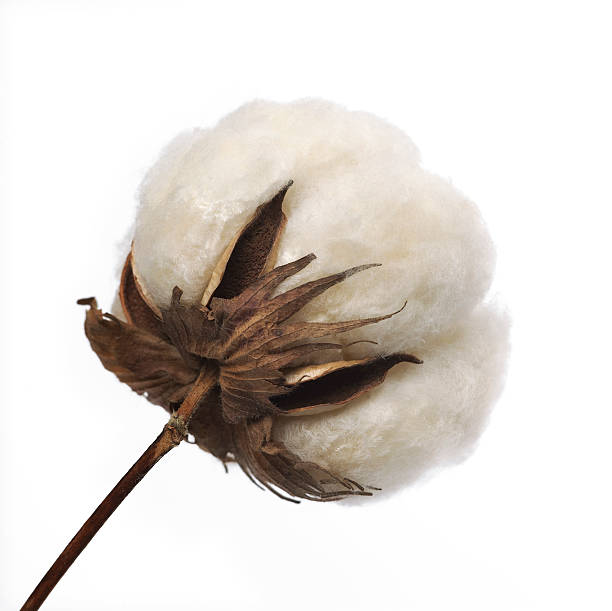 면 boll - cotton plant dry branch 뉴스 사진 이미지