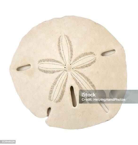 Large Sand Dollar On White Background Stock Photo - Download Image Now - Sand Dollar, White Background, Cut Out