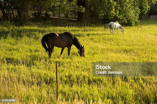Лошадей В Сумерки — стоковые фотографии и другие картинки Без людей - Без людей, Белая лошадь, Горизонтальный