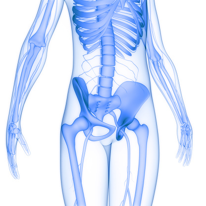 3D Illustration Concept of Human Skeleton System Bone Joints Anatomy