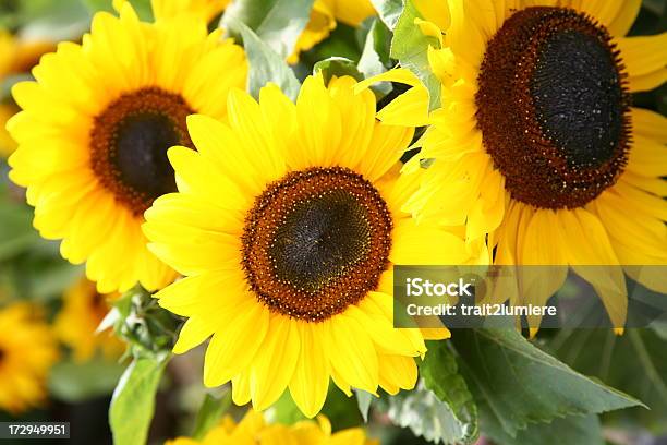 Foto de Girassóis e mais fotos de stock de Amarelo - Amarelo, Beleza natural - Natureza, Campo