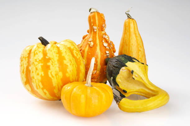 istock Assortment of miniature pumpkins 172949977