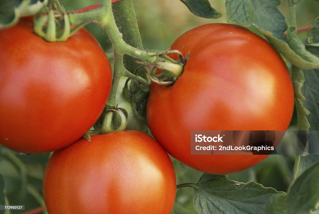 Tomates maduros en la vid - Foto de stock de Agricultura libre de derechos