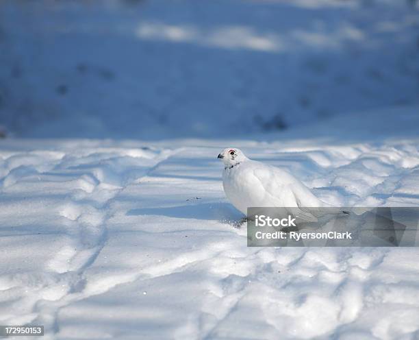 Ptarmign Stockfoto und mehr Bilder von Arktis - Arktis, Schneehuhn, Baffinland