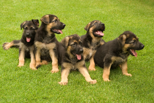 Five puppies on the grass.