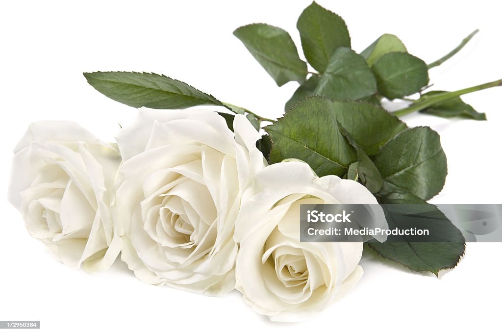 Rosas brancas - Foto de stock de Rosa - Flor royalty-free