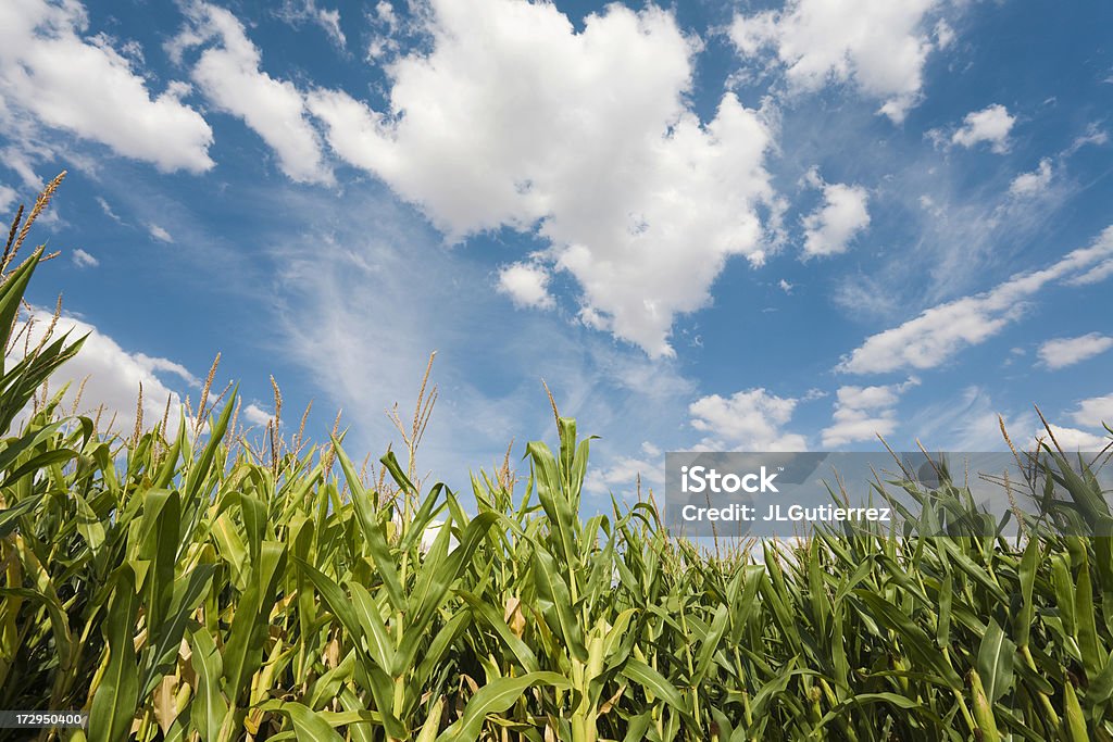 Campo di mais - Foto stock royalty-free di Acerbo