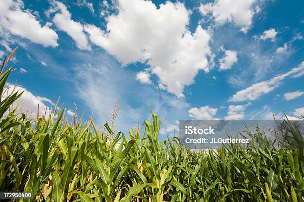 Campo Di Mais - Fotografie stock e altre immagini di Acerbo - Acerbo, Agricoltura, Ambientazione esterna
