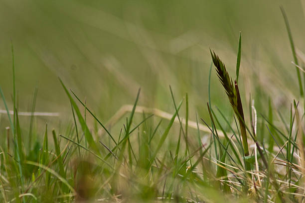 Grass stock photo