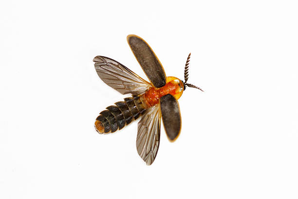 Close-up isolated firefly on a white background stock photo