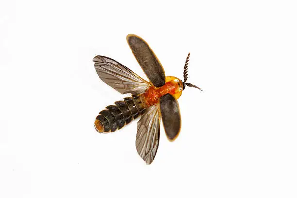 The broad orange-black firefly ( Pyrocoelia praetexta ) in flying action