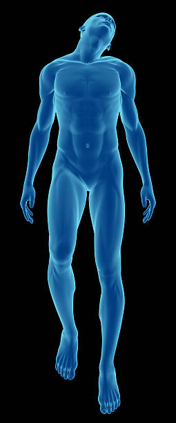 istock Human body of a man floating for study 172950630