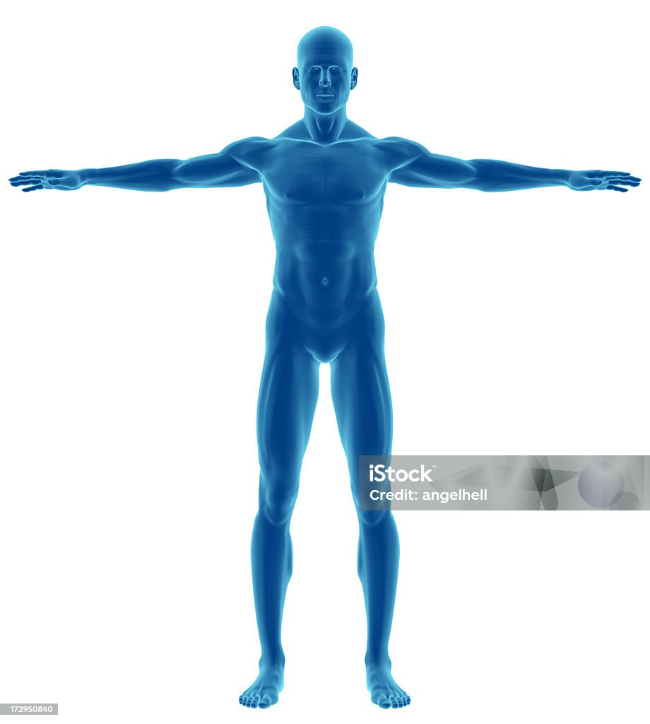 Corpo umano di un uomo di studio - Foto stock royalty-free di Il corpo umano