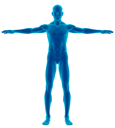Human body of a man with arms outstretched for study, on front view, great to be used in medicine works and health. Isolated on a white background.