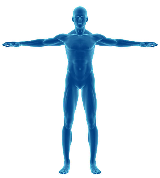 Human body of a man for study Human body of a man with arms outstretched for study, on front view, great to be used in medicine works and health. Isolated on a white background. deltoid photos stock pictures, royalty-free photos & images