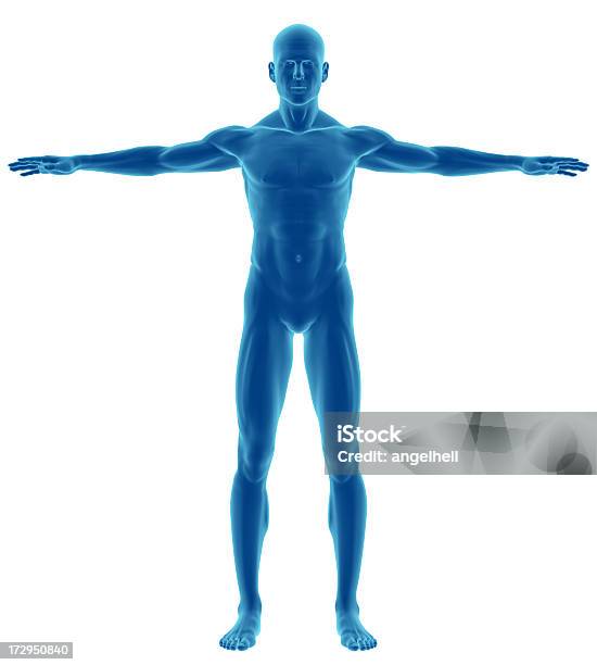 Foto de Corpo Humano De Um Homem De Escritório e mais fotos de stock de Corpo humano - Corpo humano, Anatomia, Figura para recortar