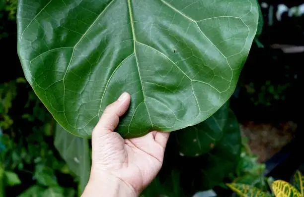 Photo of Hand holding big green leaf of a tropical plant in the garden, nature and environment concept.