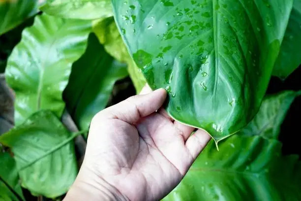 Photo of Hand holding big green leaf with dripping water in the garden, nature and environment concept.