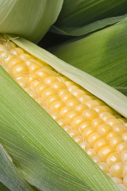 Mazorca de maíz Vertical cascabillo CU - foto de stock